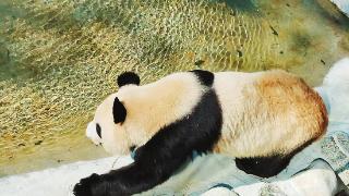 大熊猫开启避暑模式
