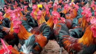 鸡群流感主要是什么引起的  如何有效预防鸡群流感