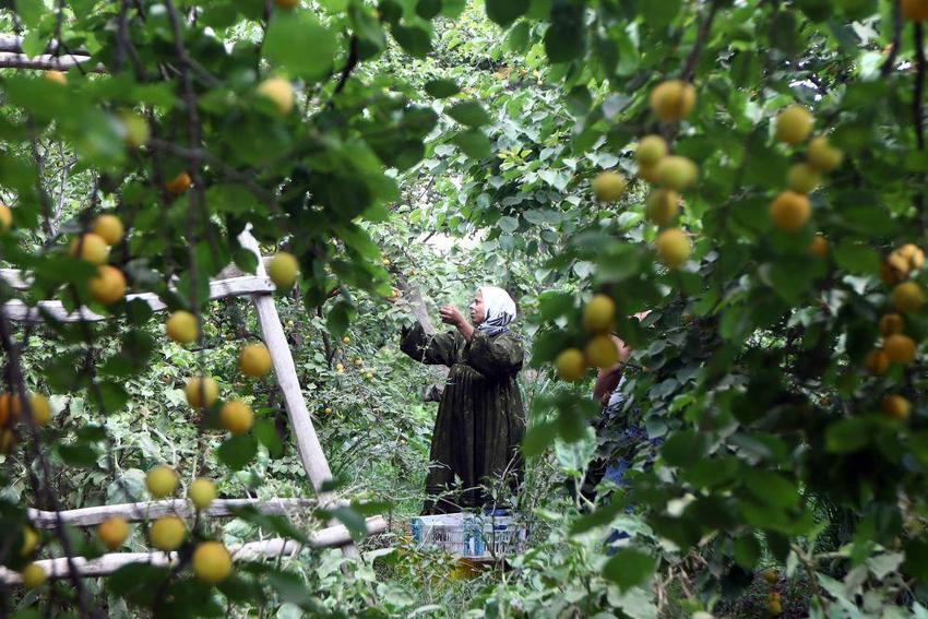 埃及：收获杏子