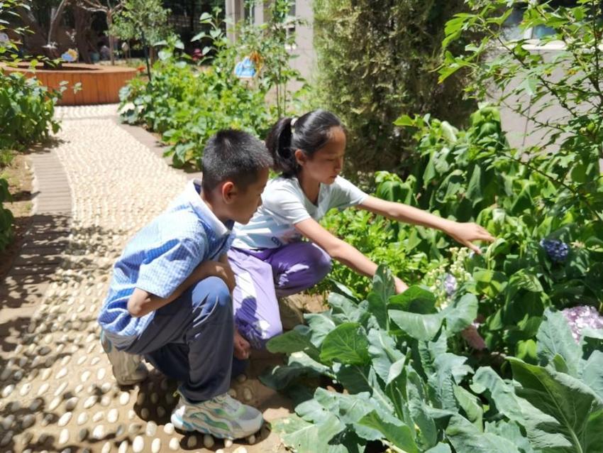 学校有了种植园，济南高新区雅居园小学打造项目式学习劳动课程
