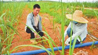 水肥一体化滴灌技术助力甘蔗增产