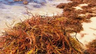 凉拌菜的石花菜是一种红藻，长得像珊瑚，也叫龙须菜，无需焯水